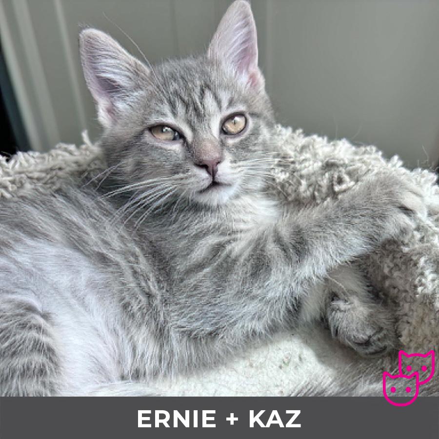 Kaz (bonded with Ernie), an adopted Domestic Short Hair in Etobicoke, ON image 2/4