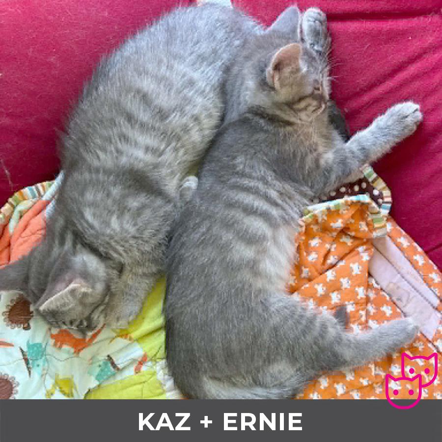 Kaz (bonded with Ernie), an adopted Domestic Short Hair in Etobicoke, ON image 4/4
