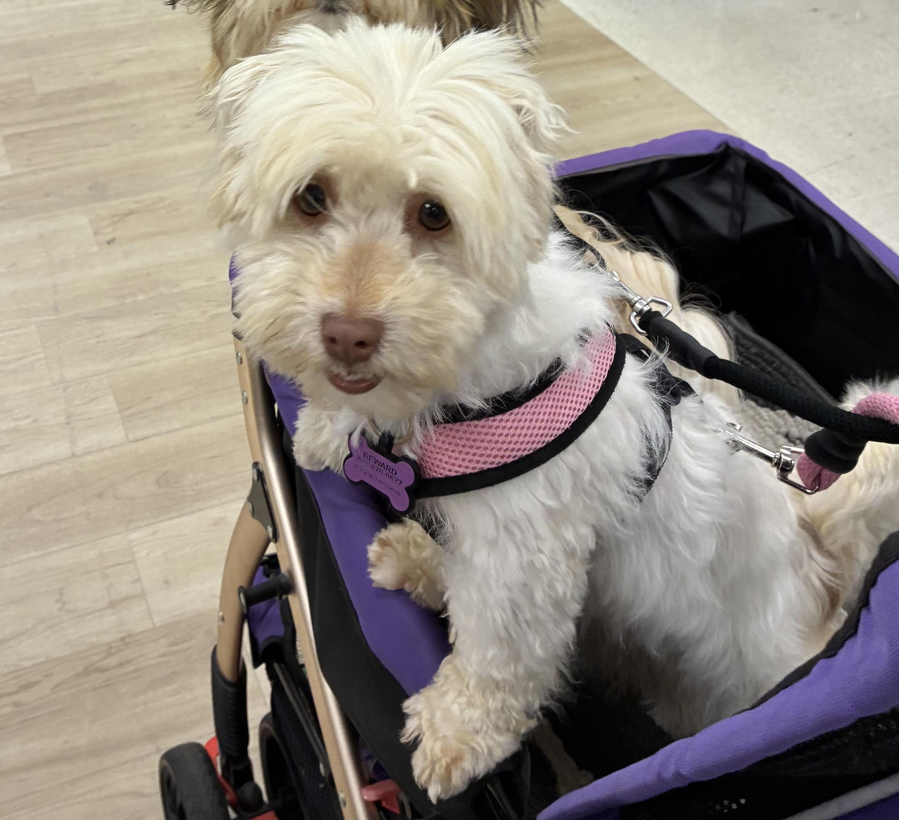 Tulip in San Antonio, Florida, an adopted Havanese in San Antonio, FL image 5/5