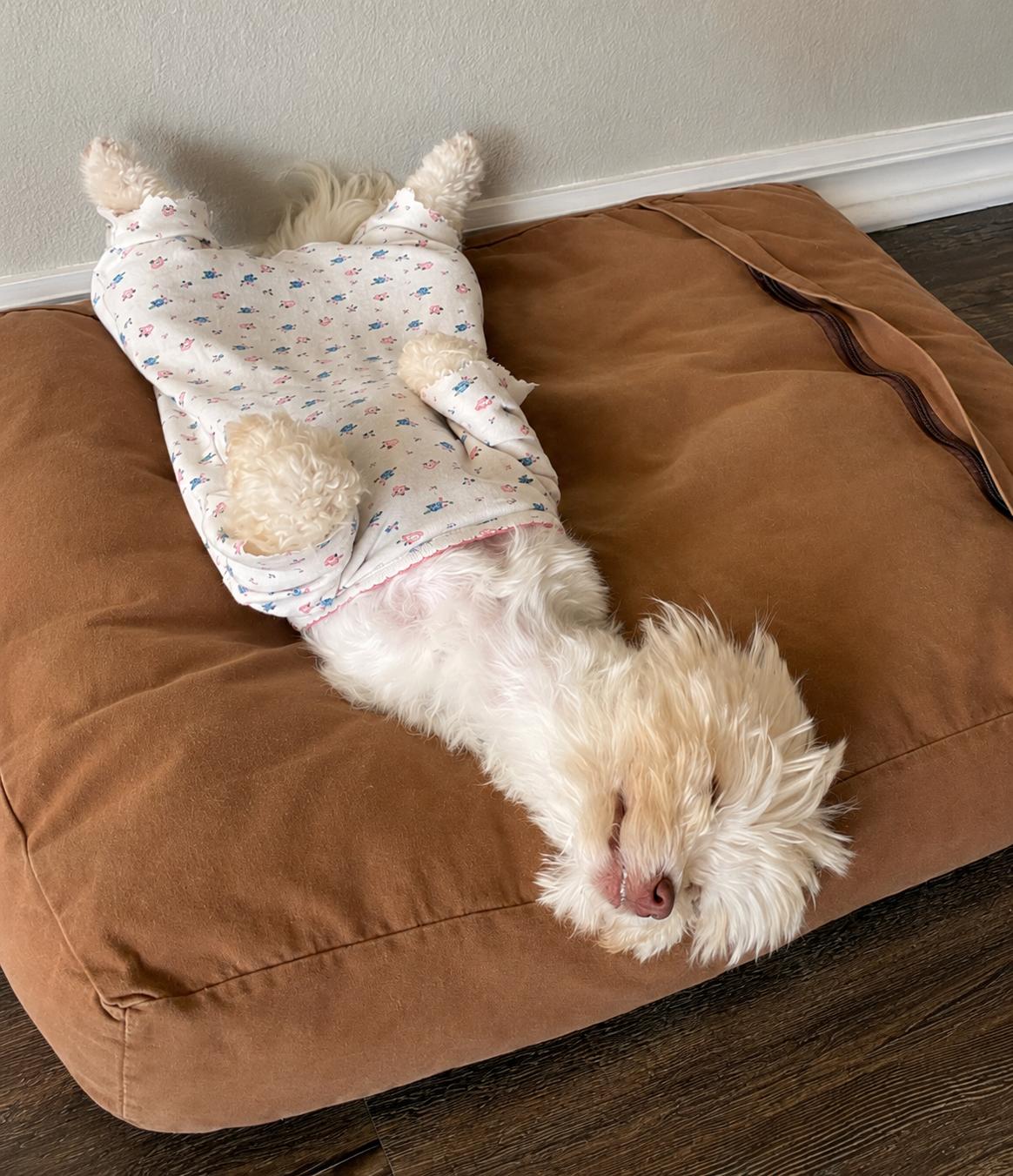 Tulip in San Antonio, Florida, an adopted Havanese in San Antonio, FL image 3/5