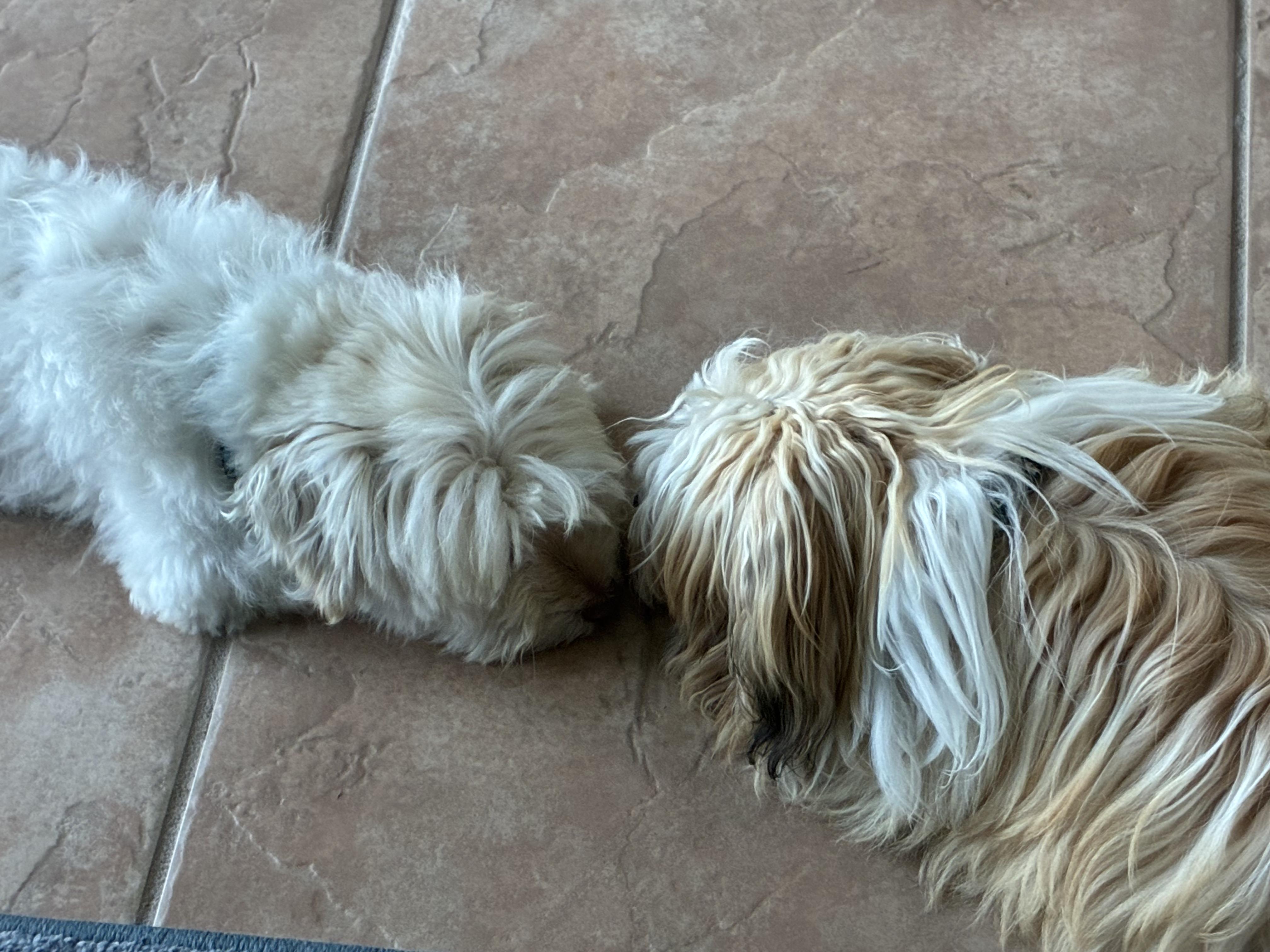 Tulip in San Antonio, Florida, an adopted Havanese in San Antonio, FL image 4/5