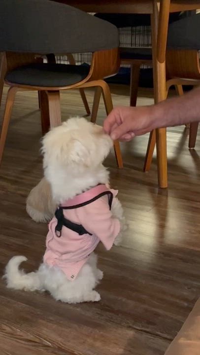 Enlarge Tulip in San Antonio, Florida, an adopted Havanese in San Antonio, FL video 2/5