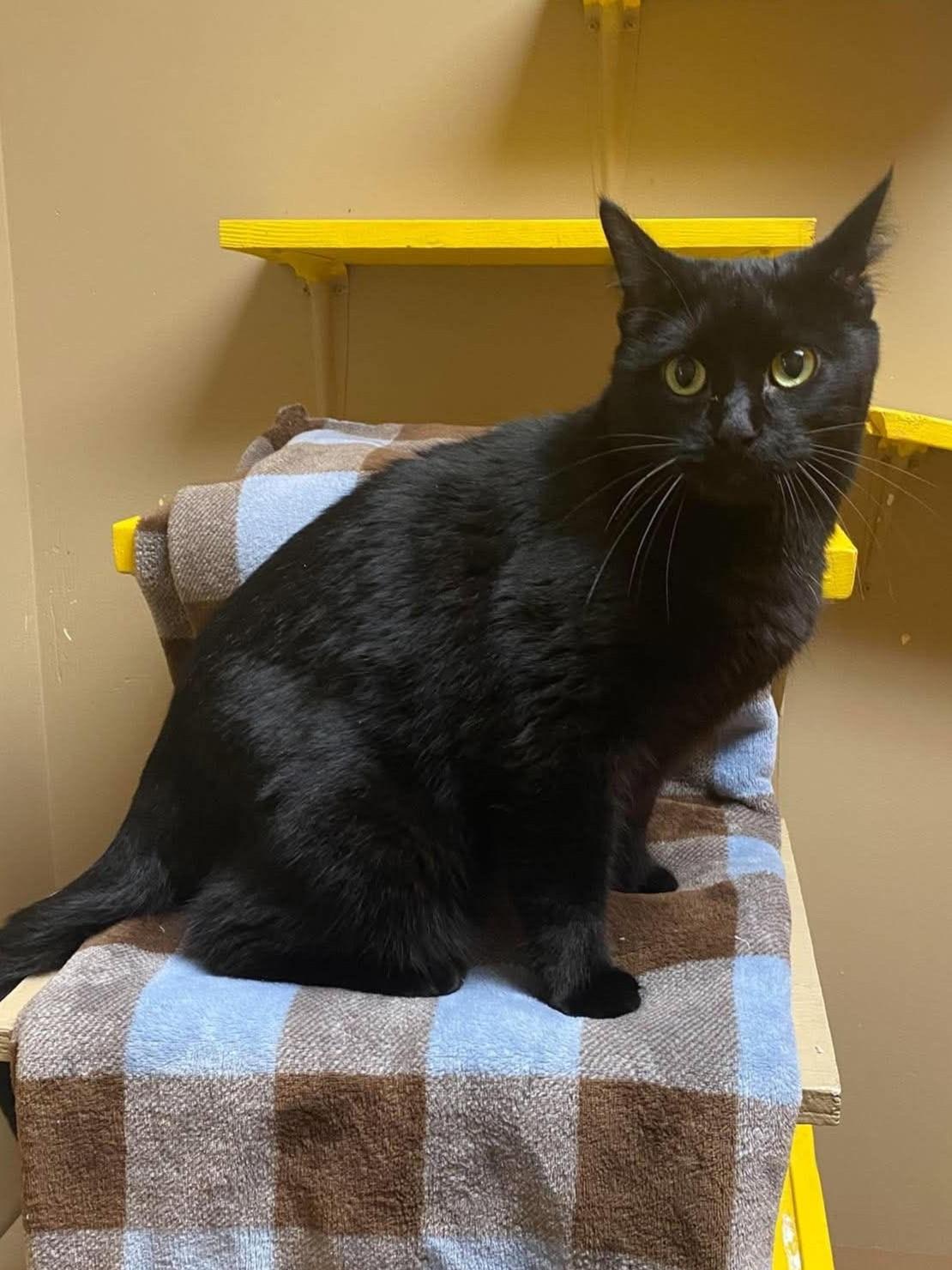 Boo, Adopted, Senior Female Domestic Short Hair.