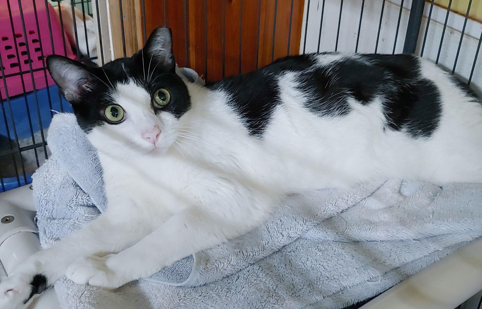 Jerry, Adoptable, Adult Male Domestic Short Hair.