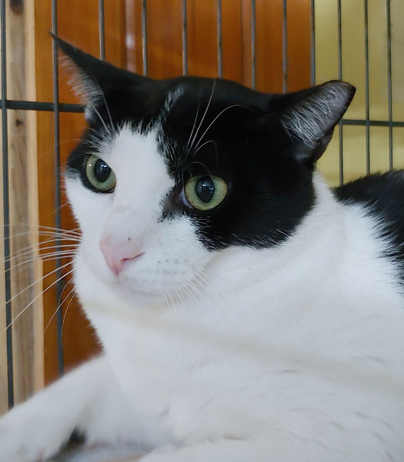 Enlarge Jerry, a Adoptable Domestic Short Hair in Pompano Beach, FL image 2/3