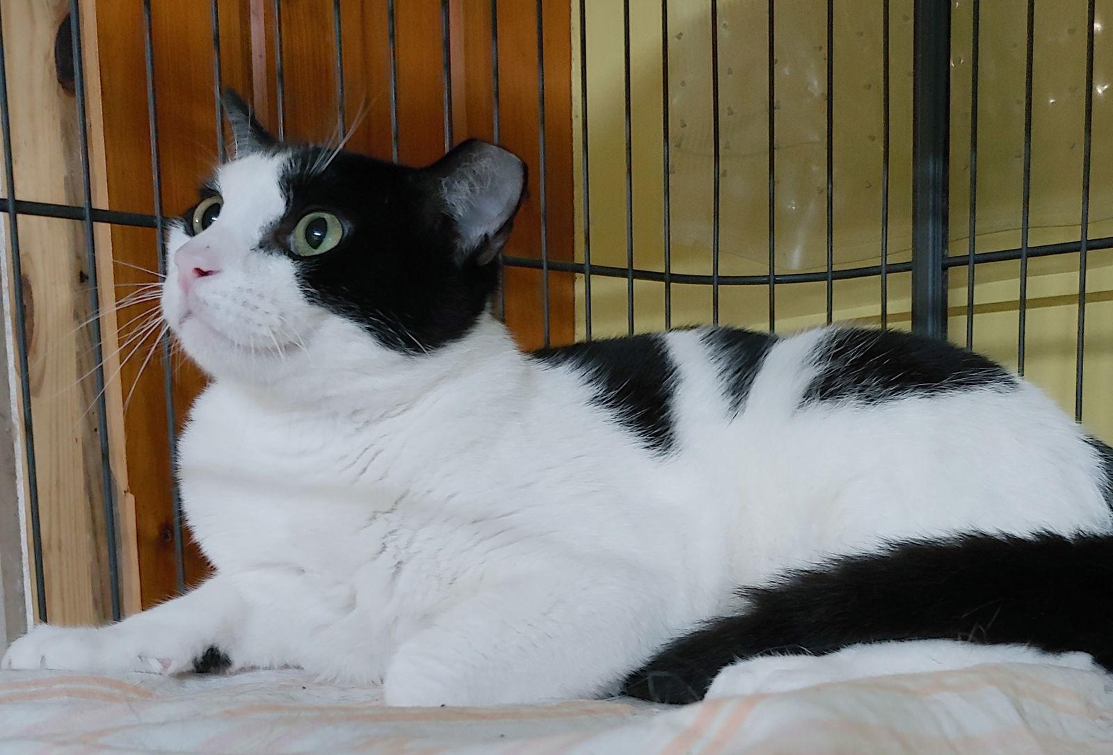 Enlarge Jerry, a Adoptable Domestic Short Hair in Pompano Beach, FL image 3/3