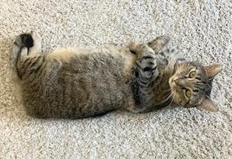 Clover, Adoptable, Adult Female Tabby.