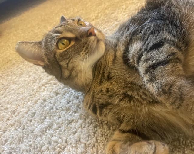 Enlarge Clover, a Adoptable Tabby in Las Vegas, NV image 2/5