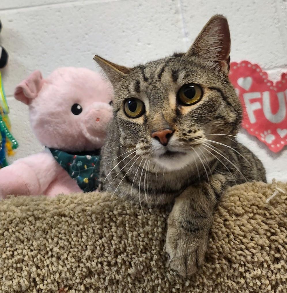 Clover, an adoptable Tabby in Las Vegas, NV, 89101 | Photo Image 1