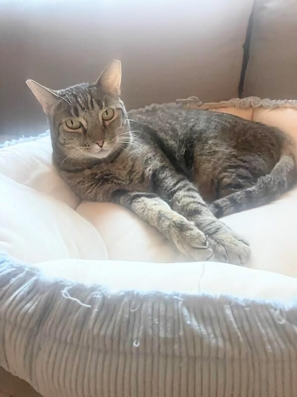 Enlarge Clover, a Adoptable Tabby in Las Vegas, NV image 4/5