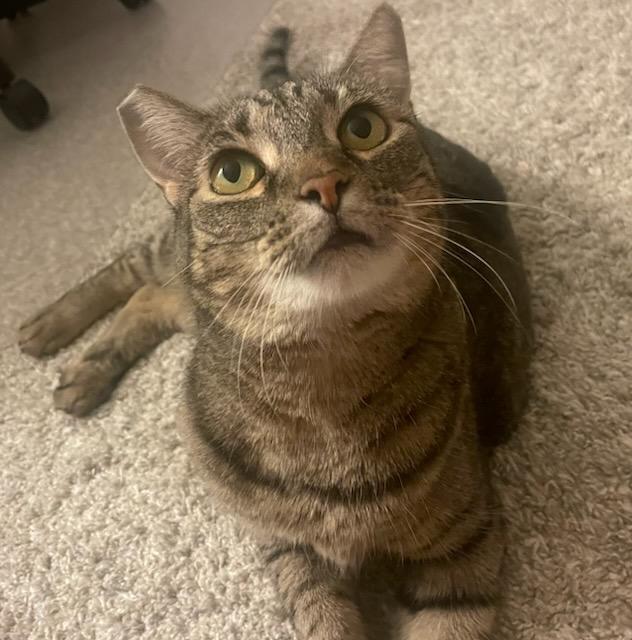 Clover, an adoptable Tabby in Las Vegas, NV, 89101 | Photo Image 2