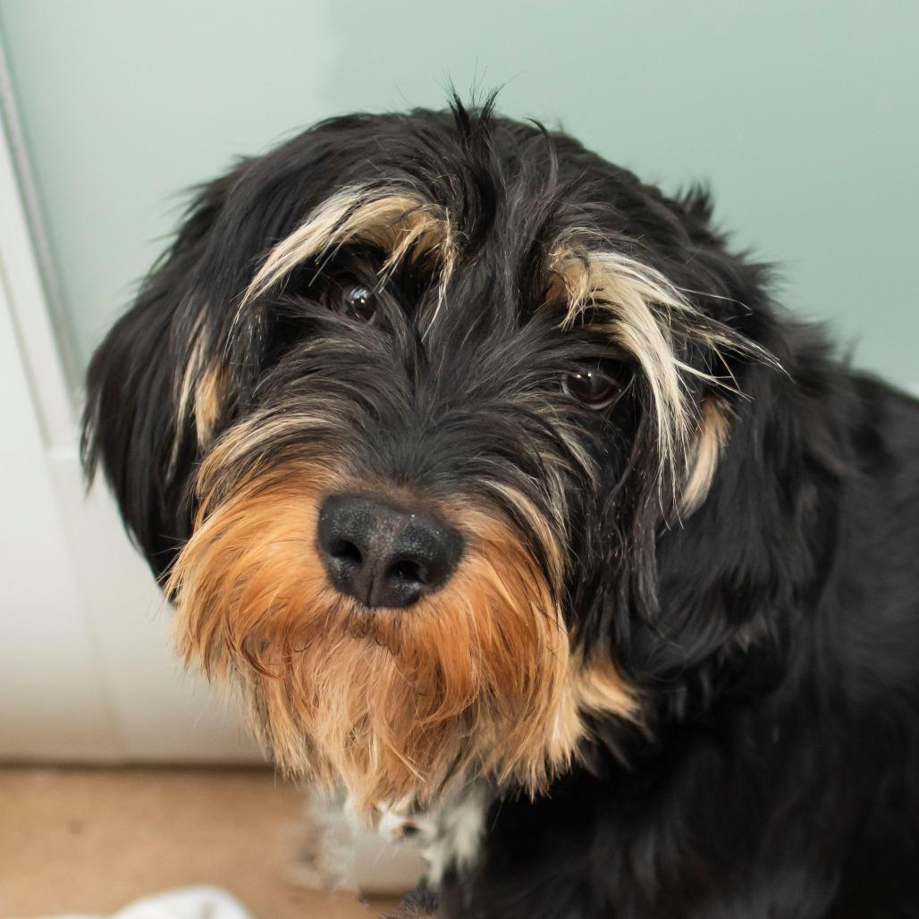 Ferguson, Adoptable, Adult Male Mixed Breed.