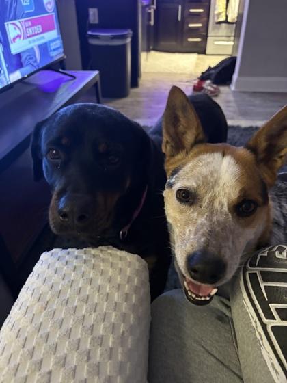 Enlarge Phoebe (161114) (In a foster home), an adopted Rottweiler in Baton Rouge, LA image 4/5