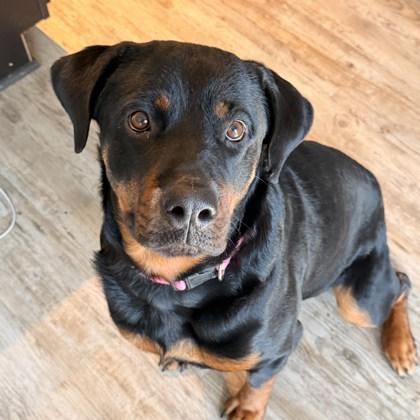Phoebe (161114) (In a foster home), adopted, Adult Female Rottweiler.