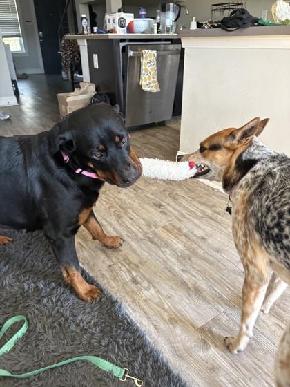 Enlarge Phoebe (161114) (In a foster home), an adopted Rottweiler in Baton Rouge, LA image 2/5
