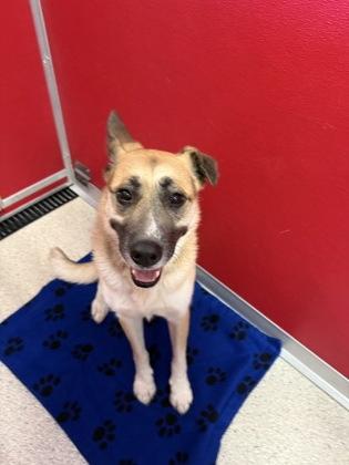 Remi, Adoptable, Adult Female German Shepherd Dog & Mixed Breed.