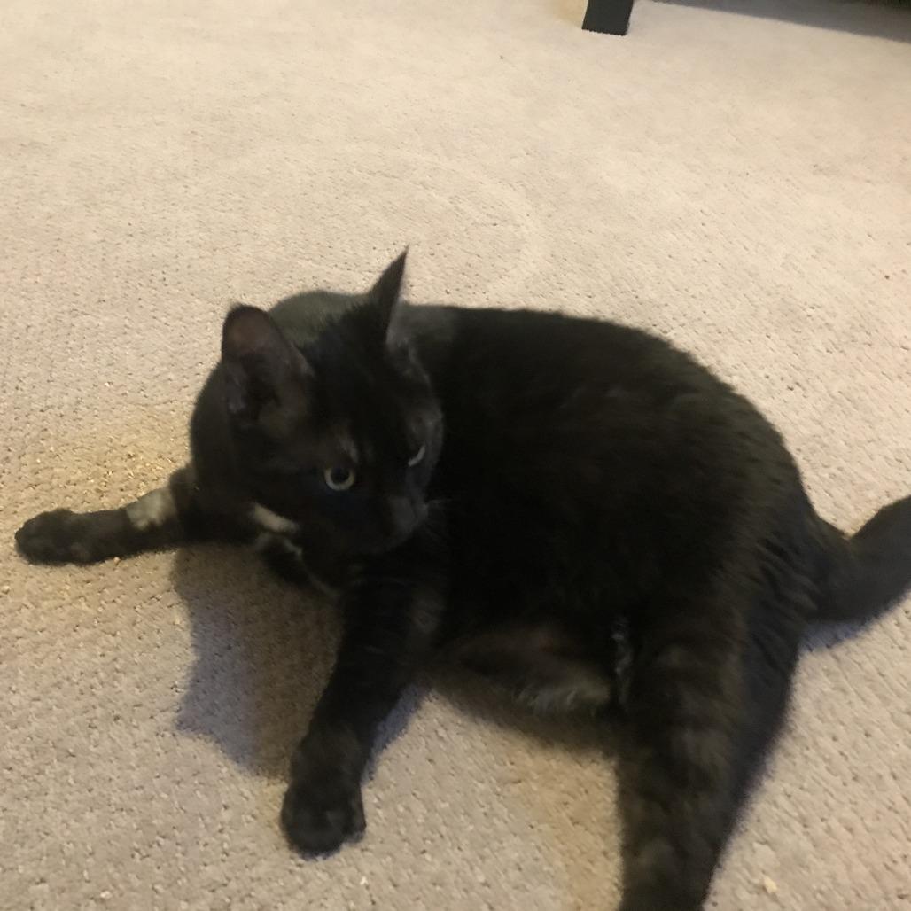 Rosalyn, a Adoptable Domestic Short Hair in Abbotsford, BC image 1/6