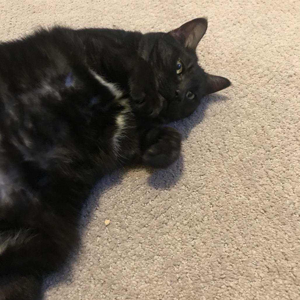 Rosalyn, a Adoptable Domestic Short Hair in Abbotsford, BC image 5/6