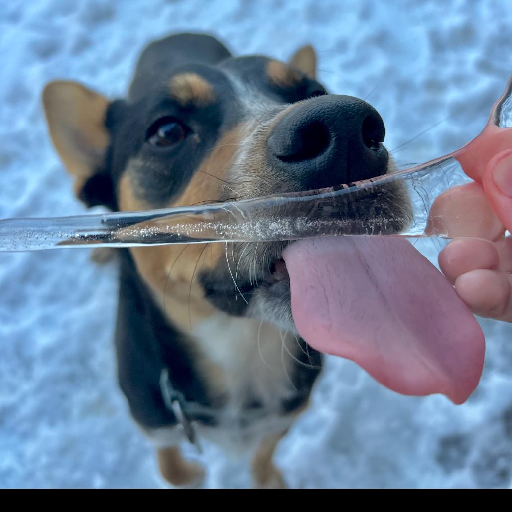 SMOKEY, a Adoptable Shepherd in La Grange, KY image 2/6
