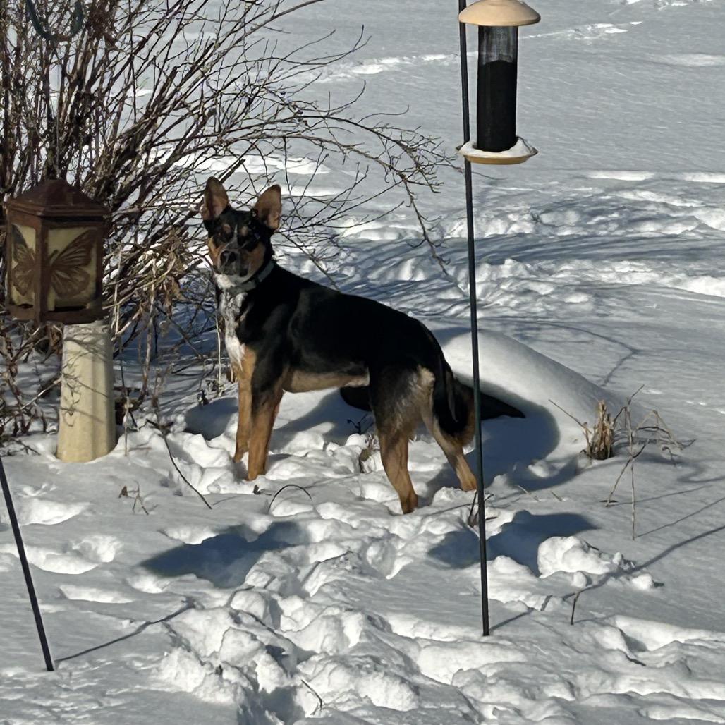 SMOKEY, a Adoptable Shepherd in La Grange, KY image 3/6