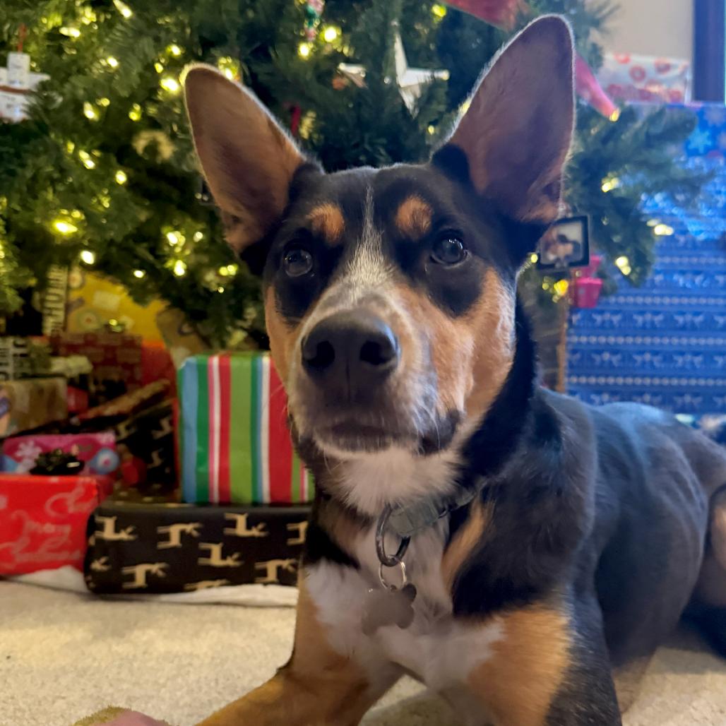 SMOKEY, Adoptable, Adult Male Shepherd.