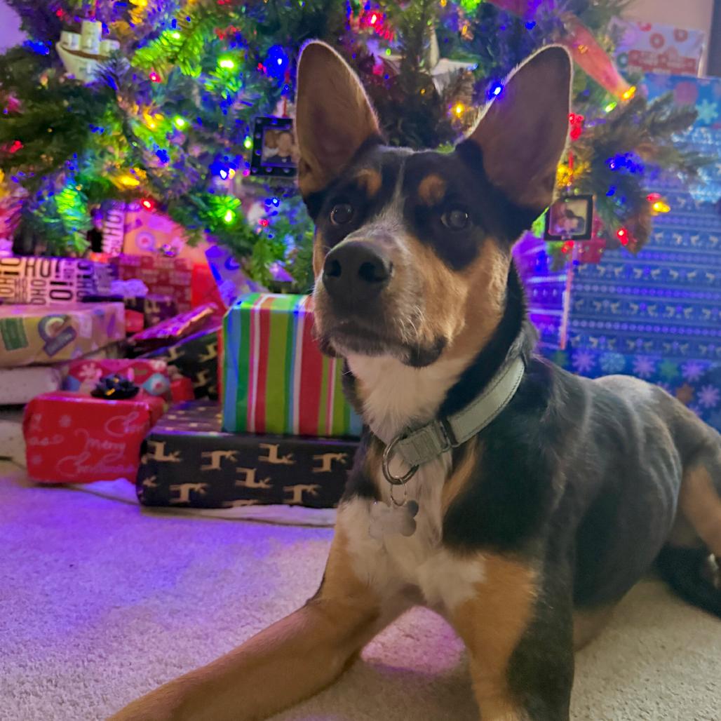 Enlarge SMOKEY, a Adoptable Shepherd in La Grange, KY image 2/6