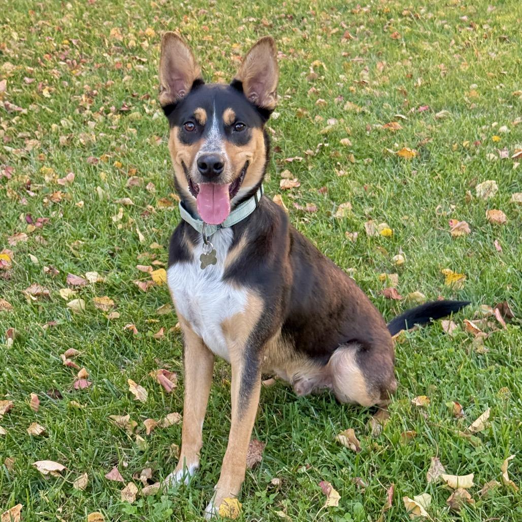 SMOKEY, Adoptable, Adult Male Shepherd.