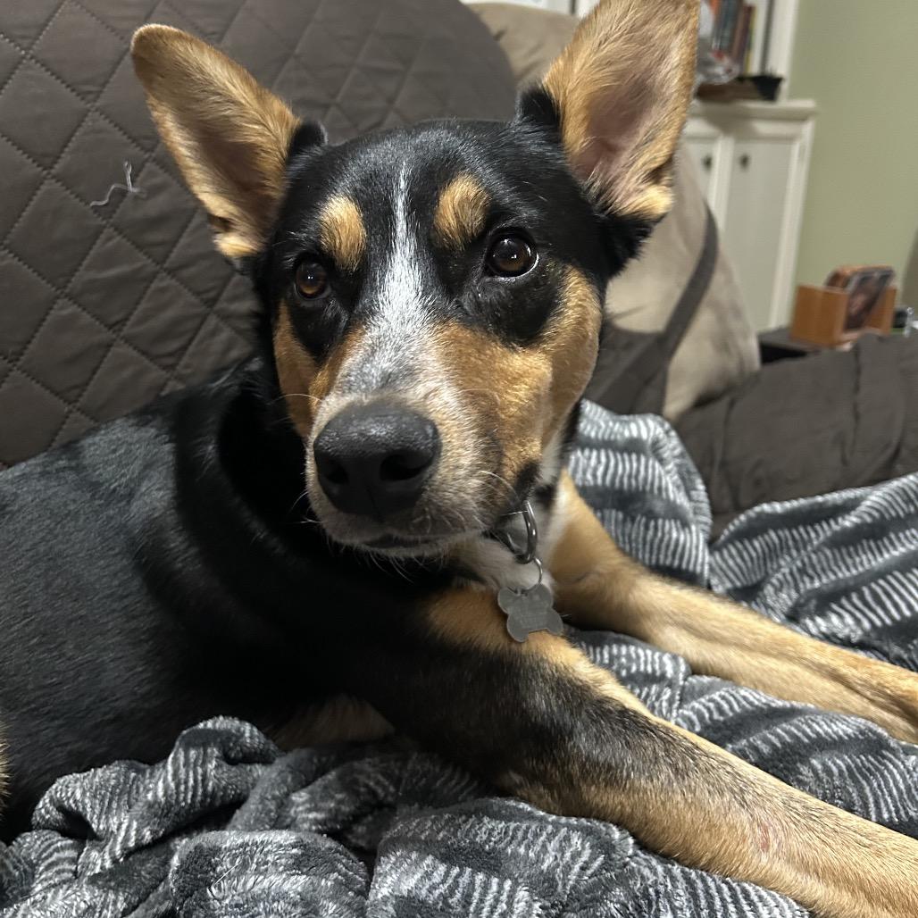 SMOKEY, a Adoptable Shepherd in La Grange, KY image 4/6