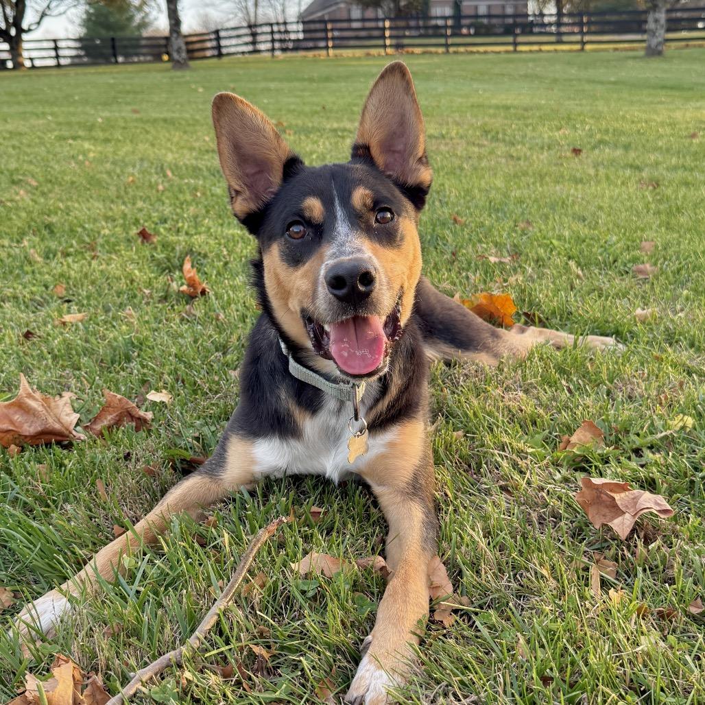 Enlarge SMOKEY, a Adoptable Shepherd in La Grange, KY image 4/6