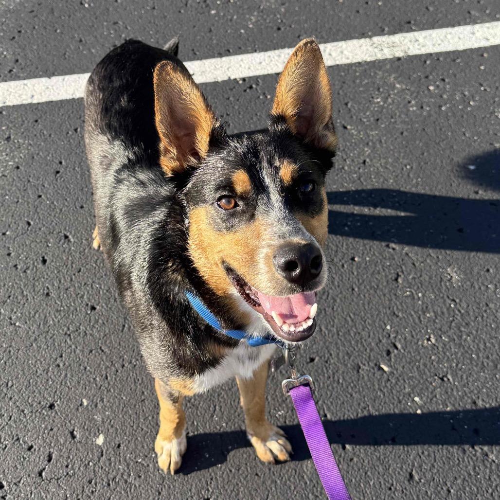 Enlarge SMOKEY, a Adoptable Shepherd in La Grange, KY image 5/6