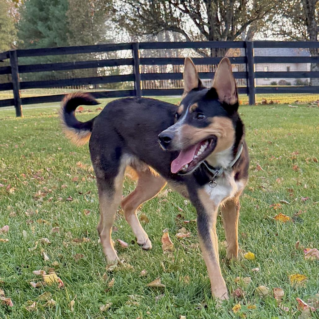 Enlarge SMOKEY, a Adoptable Shepherd in La Grange, KY image 6/6