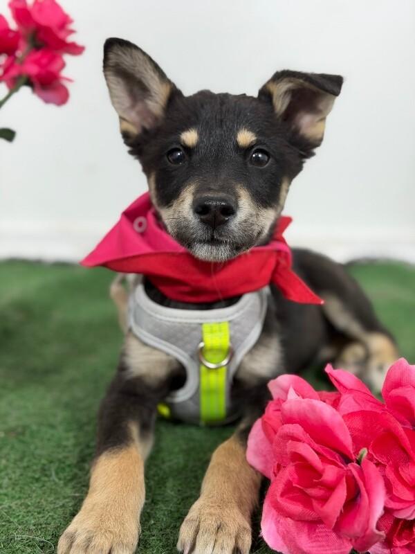 Enlarge Timothy-One of our Amazing Rescue Dogs, a Adoptable mixed breed in San Bruno, CA image 1/1
