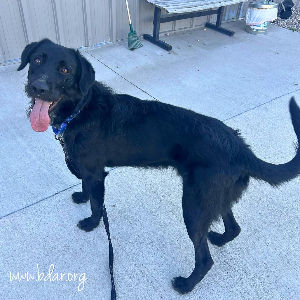 Bulbasaur, Adoptable, Adult Male German Wirehaired Pointer & German Shepherd Dog.