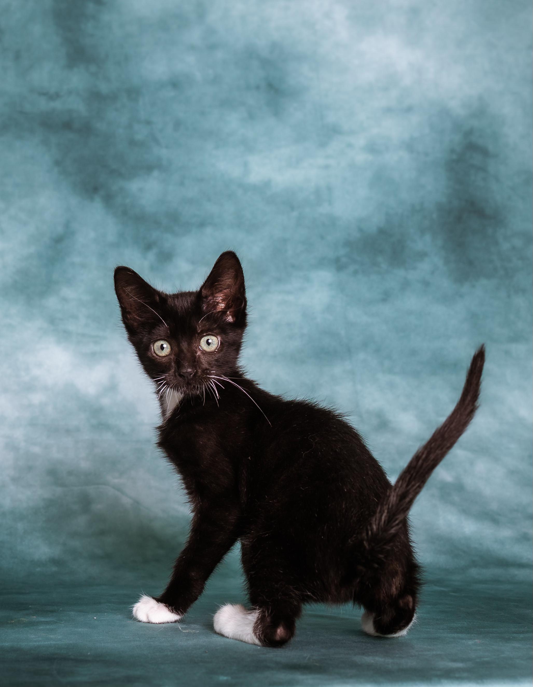 Enlarge Tahoma, a Adoptable Tuxedo in Houston, TX image 4/6
