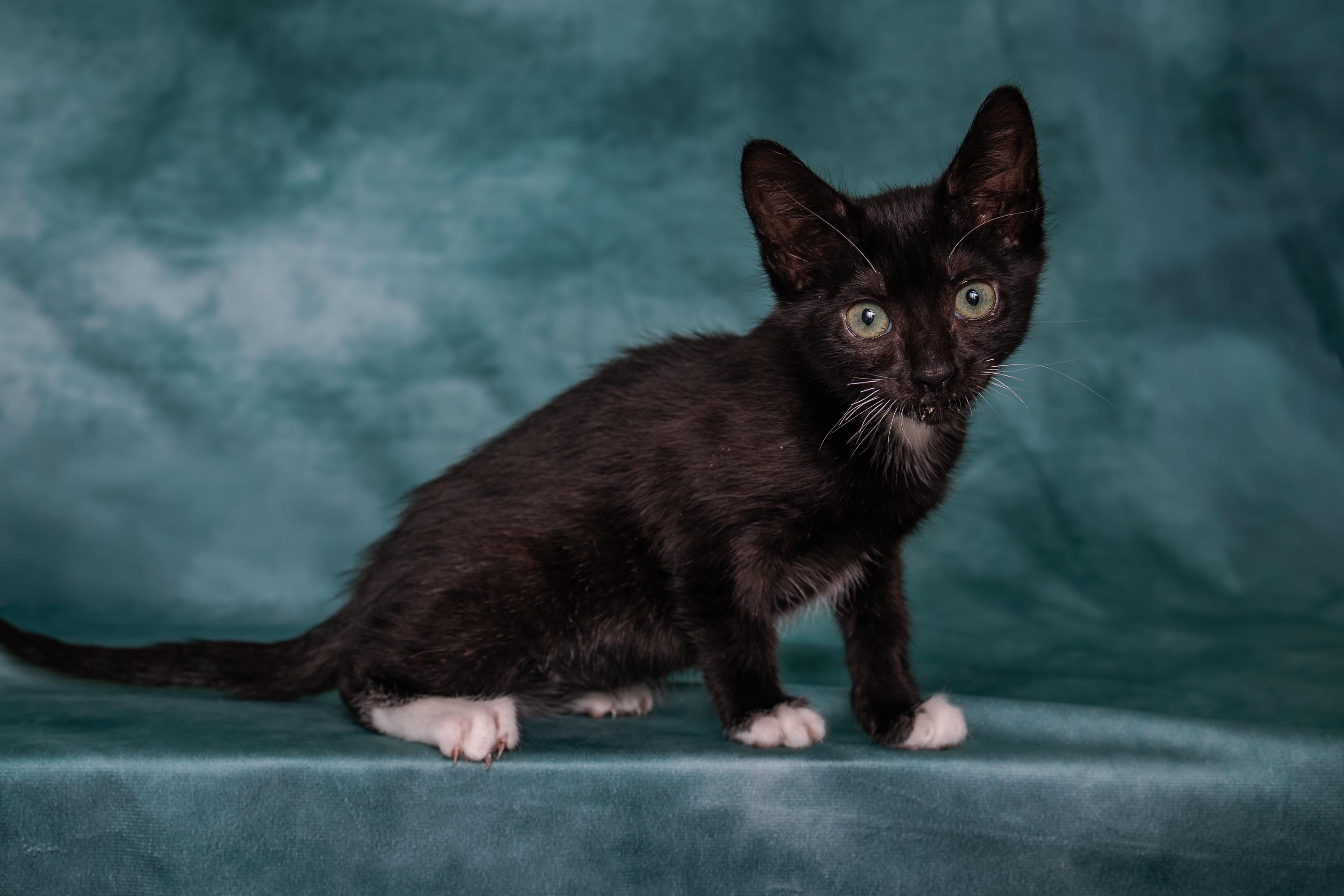 Enlarge Tahoma, a Adoptable Tuxedo in Houston, TX image 2/6