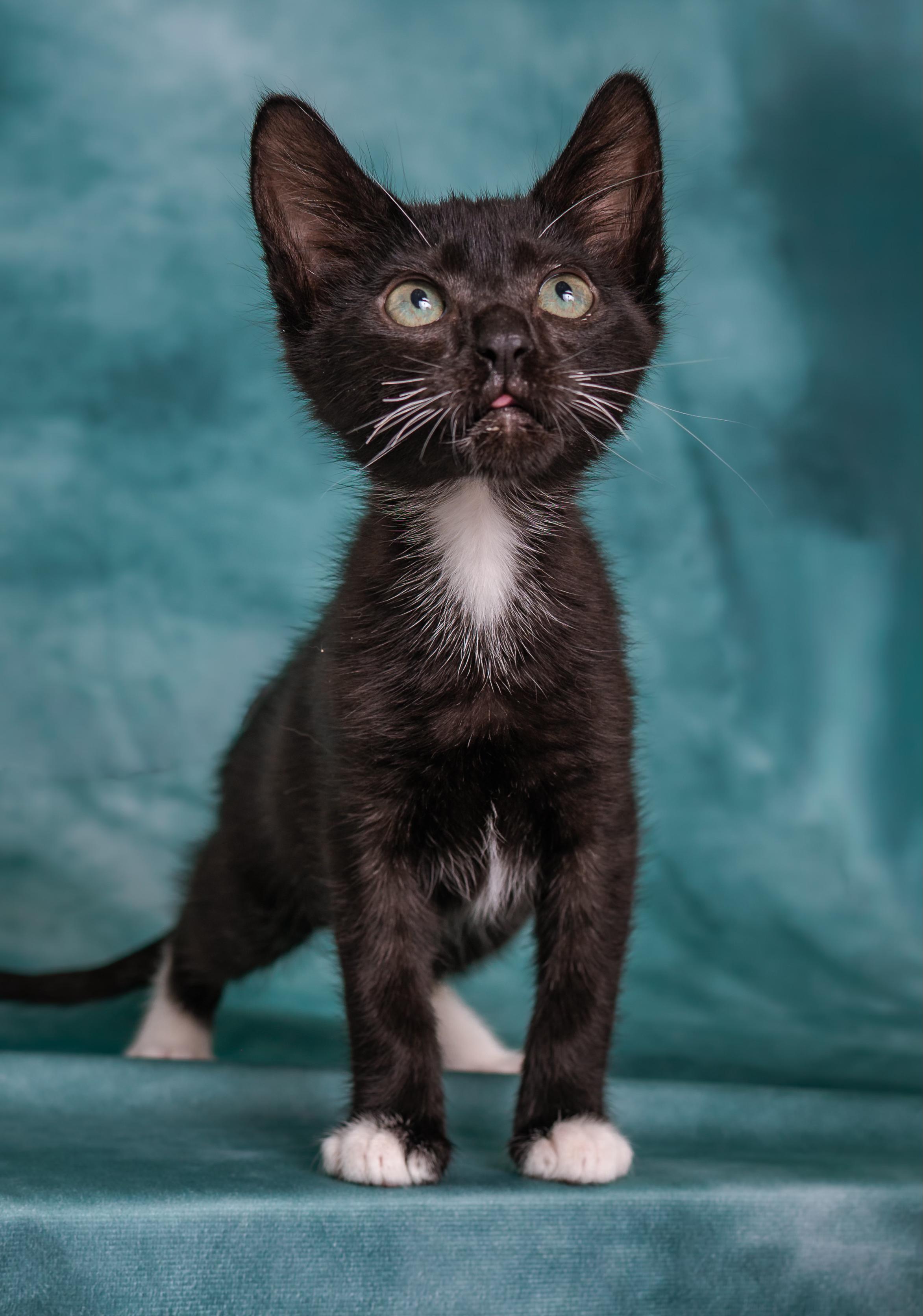 Tahoma, Adoptable, Kitten Female Tuxedo.