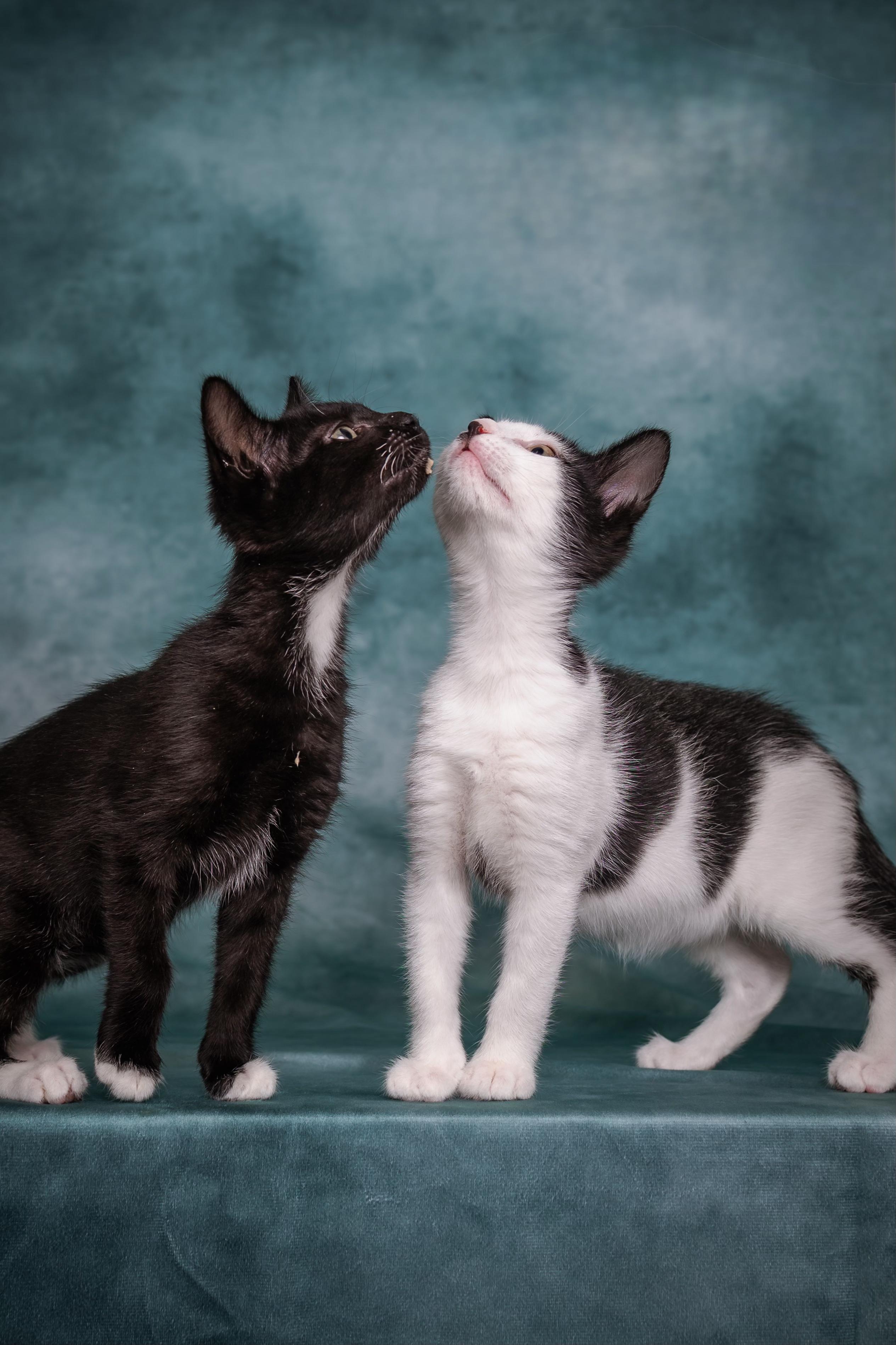 Enlarge Tahoma, a Adoptable Tuxedo in Houston, TX image 6/6