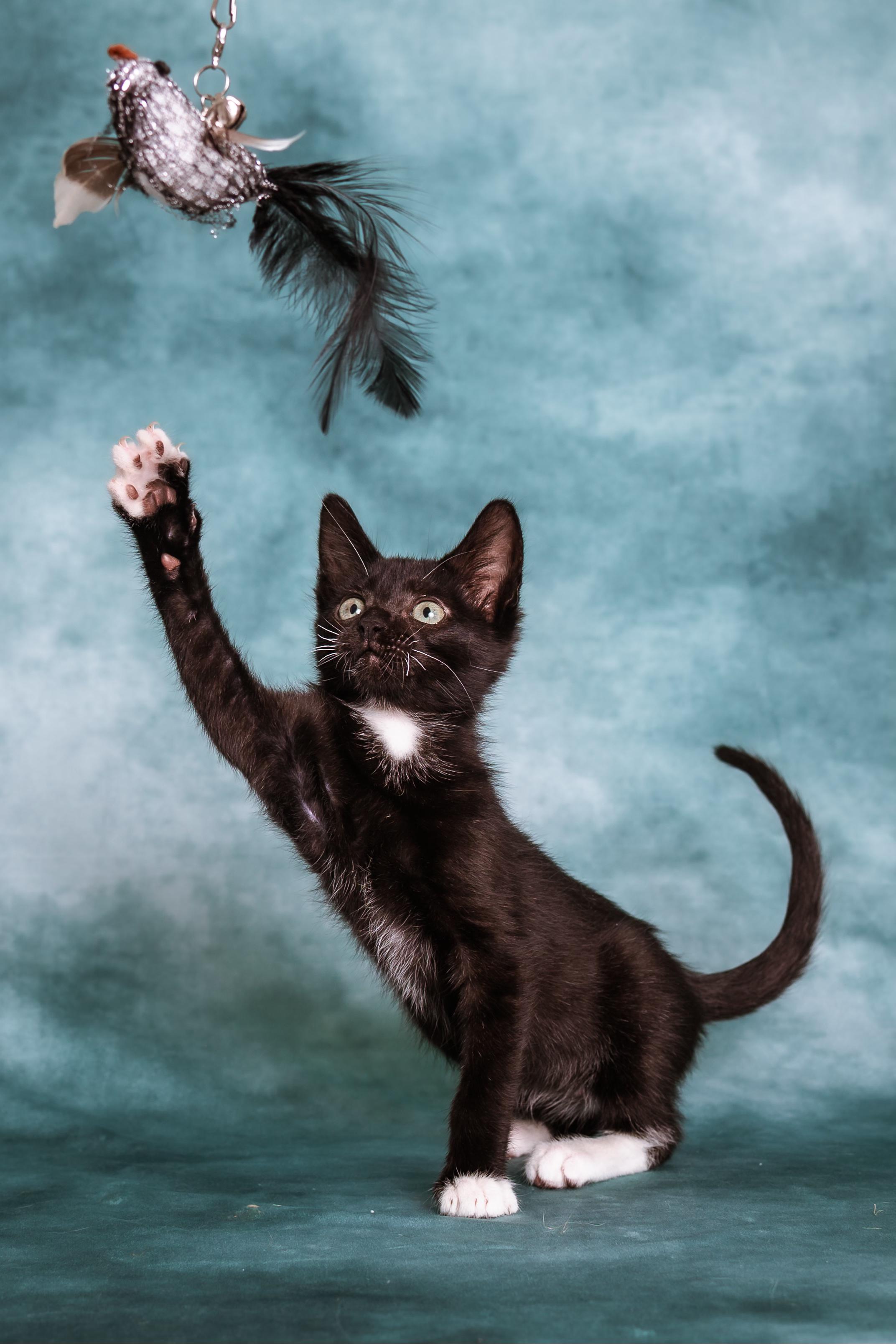 Enlarge Tahoma, a Adoptable Tuxedo in Houston, TX image 3/6