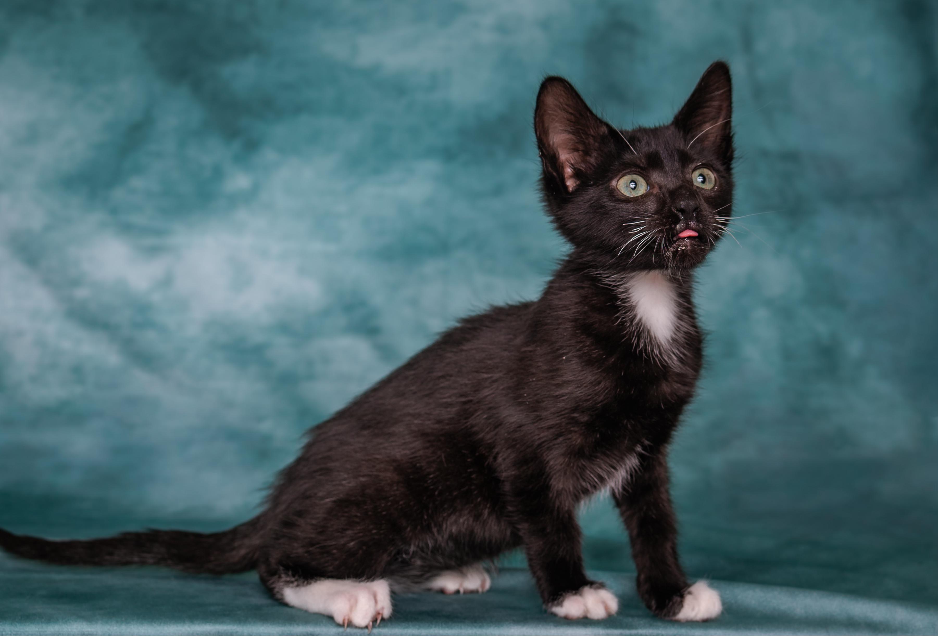 Enlarge Tahoma, a Adoptable Tuxedo in Houston, TX image 5/6