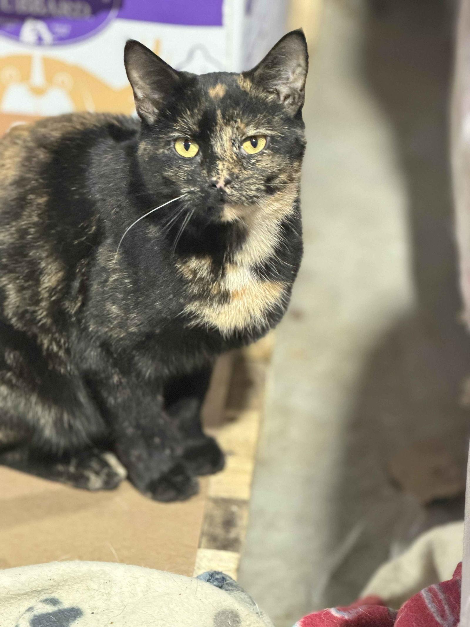 Enlarge Alisha (Kitty), a Adoptable Tortoiseshell in Ashville, OH image 1/1
