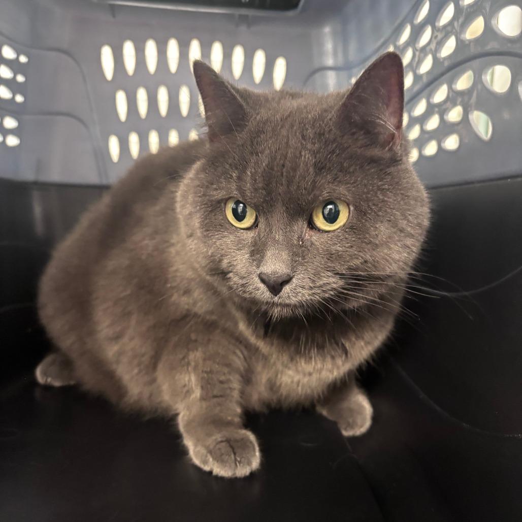 Bella, Adoptable, Senior Female Domestic Short Hair.