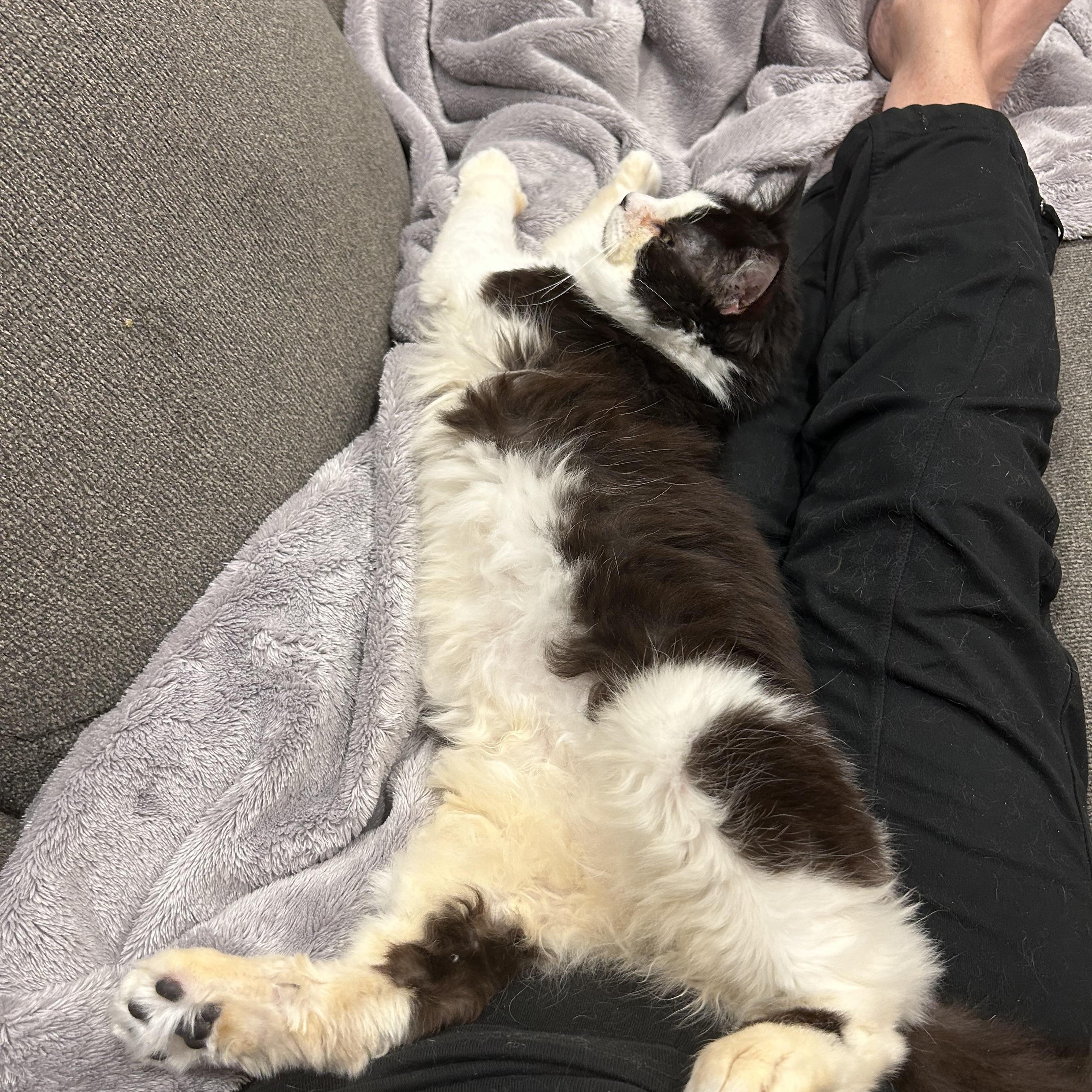 Enlarge Big Boy, a ADOPTABLE Domestic Long Hair in Saint Francis, MN image 4/5