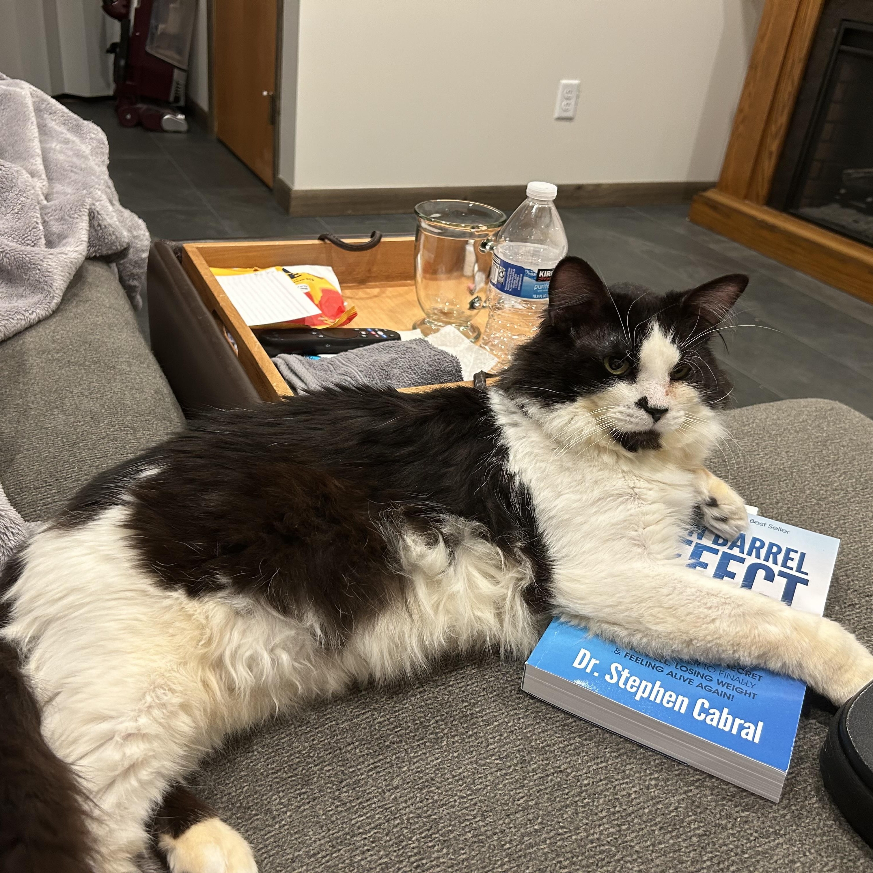 Big Boy, ADOPTABLE, Adult Male Domestic Long Hair.