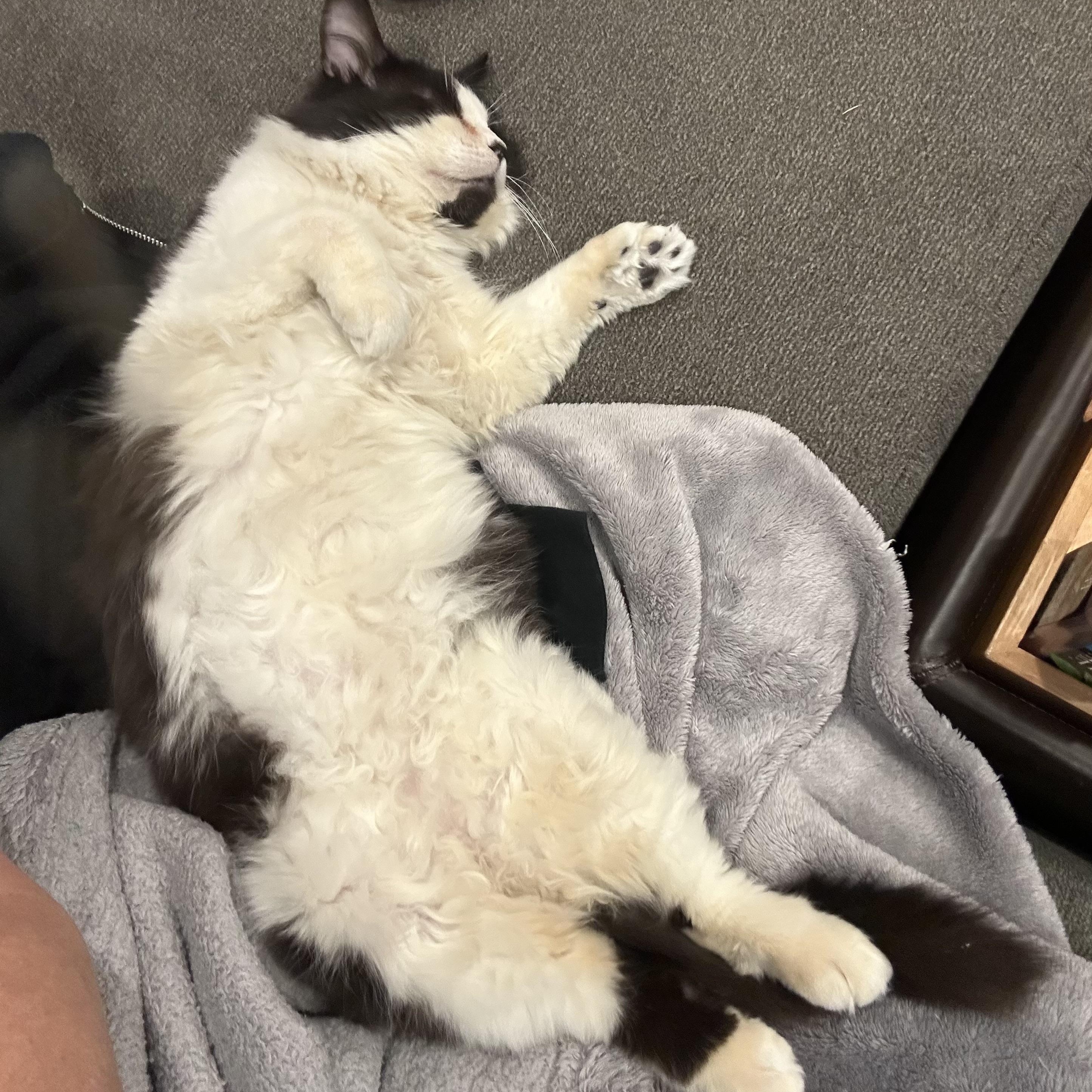 Enlarge Big Boy, a ADOPTABLE Domestic Long Hair in Saint Francis, MN image 5/5