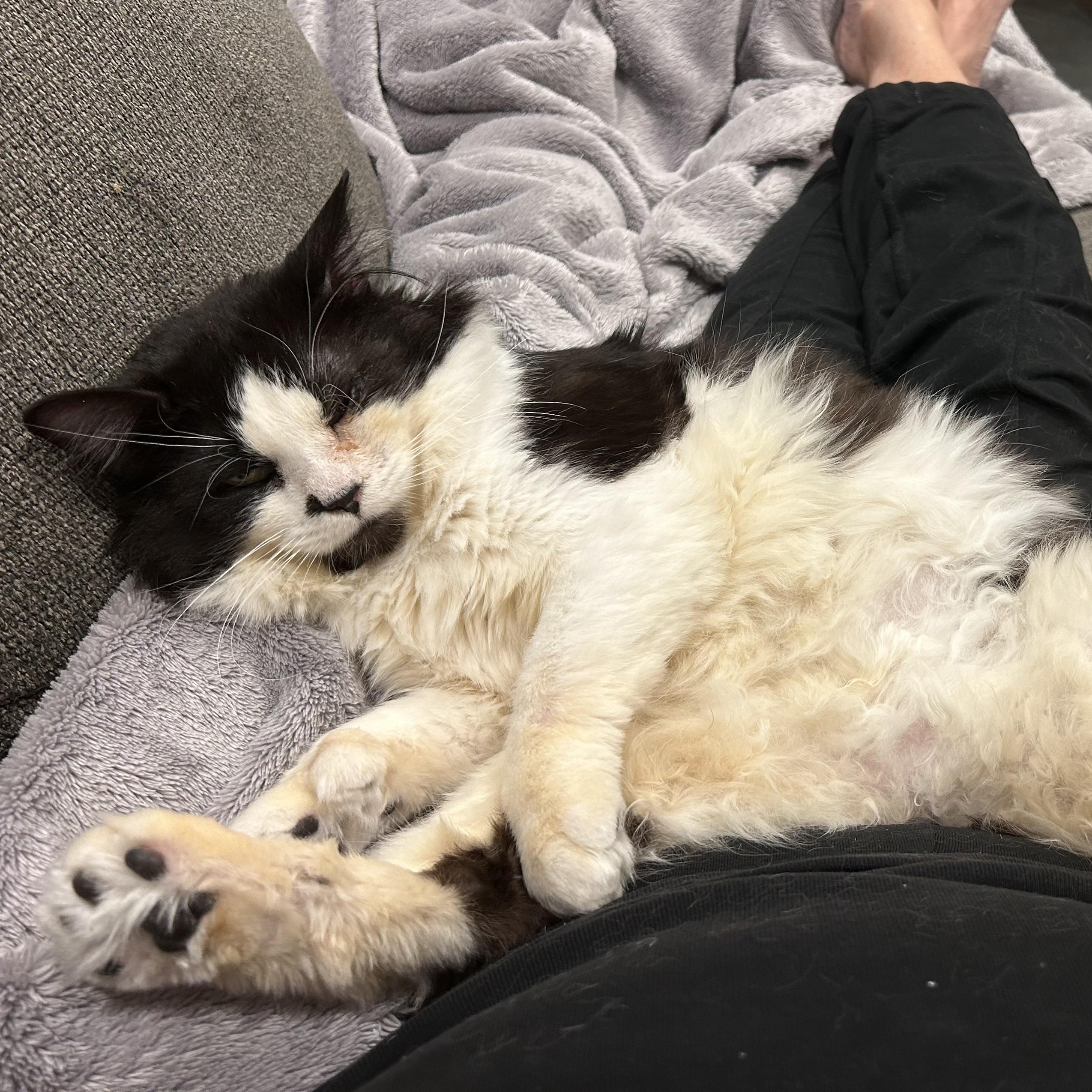 Enlarge Big Boy, a ADOPTABLE Domestic Long Hair in Saint Francis, MN image 3/5