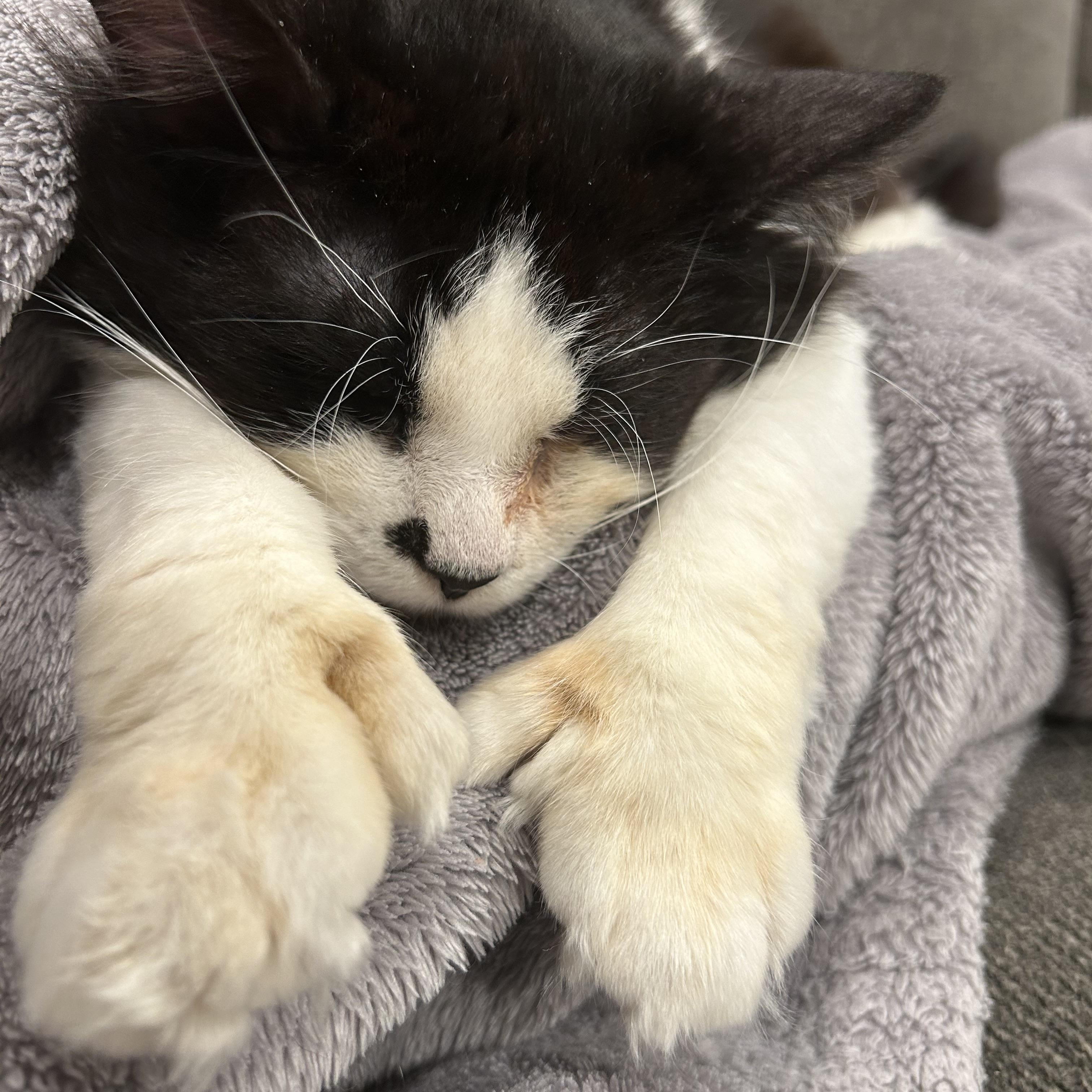 Enlarge Big Boy, a ADOPTABLE Domestic Long Hair in Saint Francis, MN image 2/5