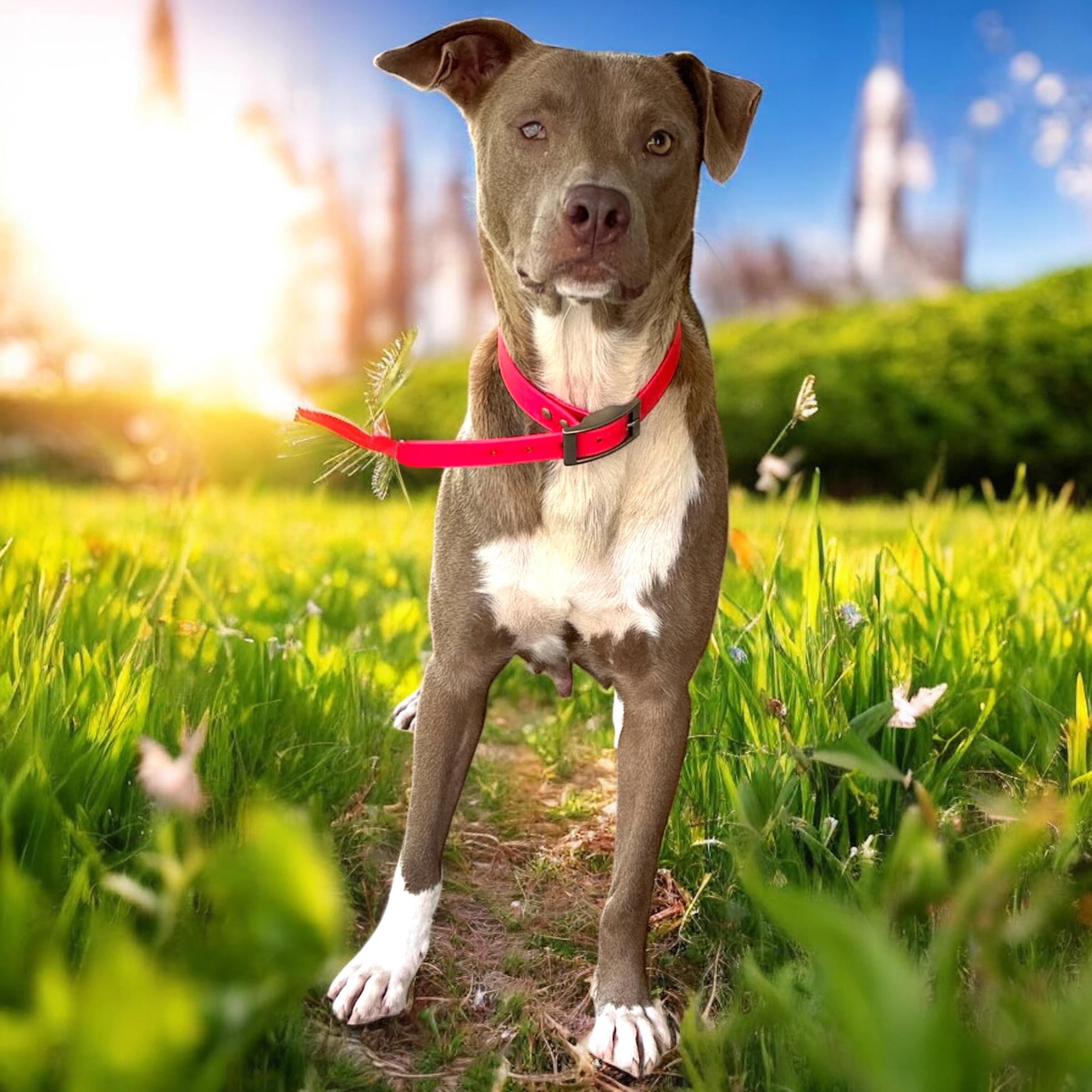 Noma, a Adoptable mixed breed in Troy, AL image 1/6