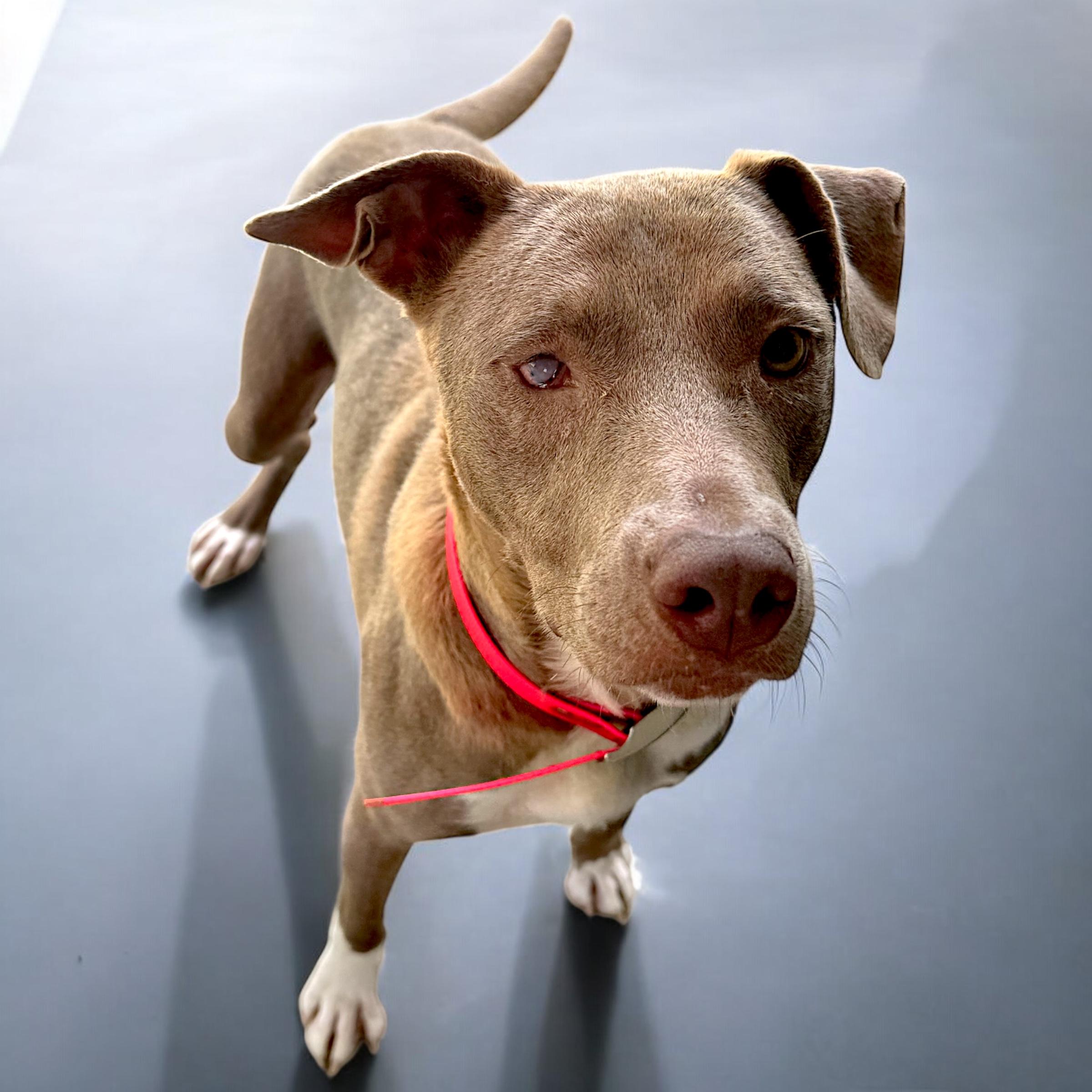 Noma, a Adoptable mixed breed in Troy, AL image 2/6