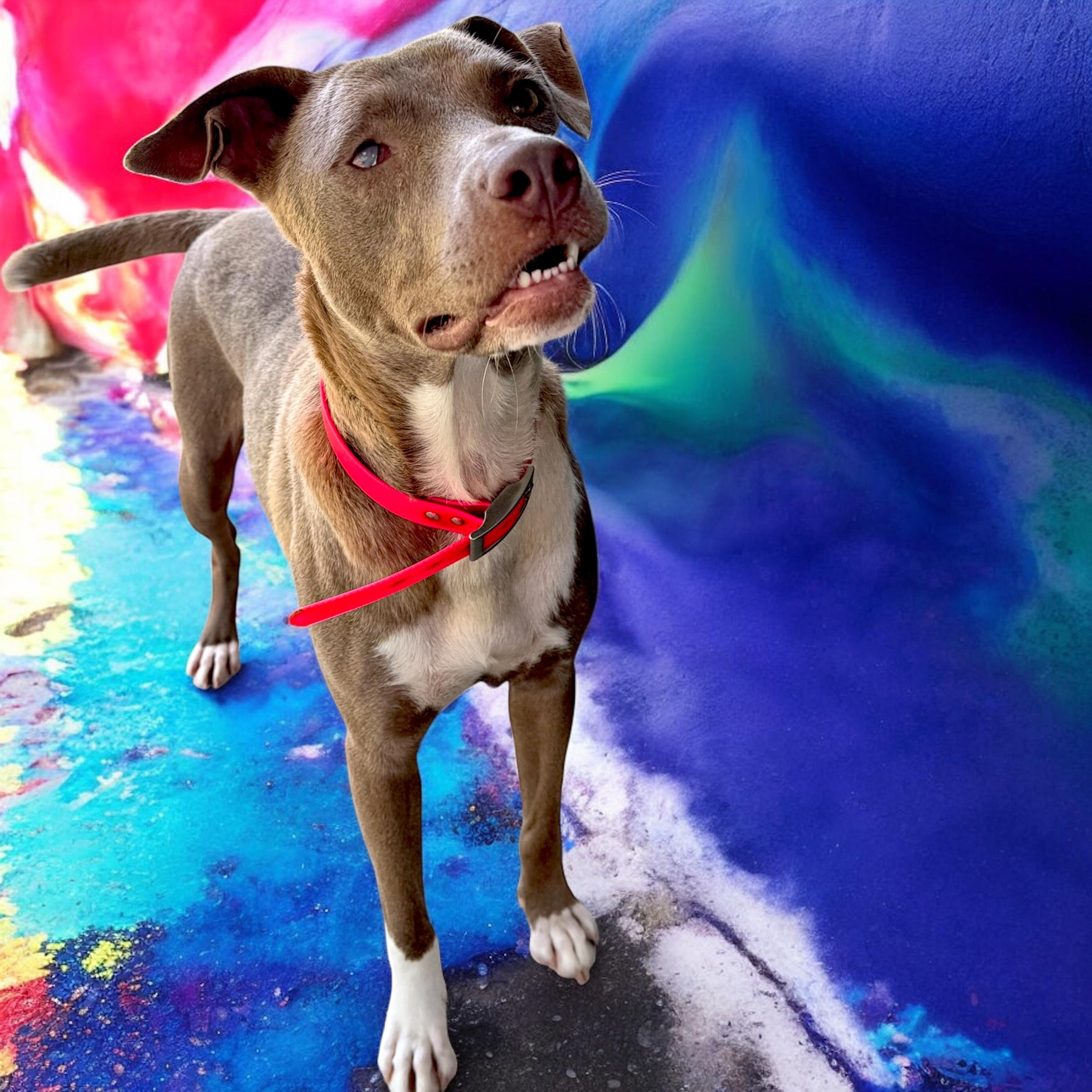 Noma, a Adoptable mixed breed in Troy, AL image 3/6