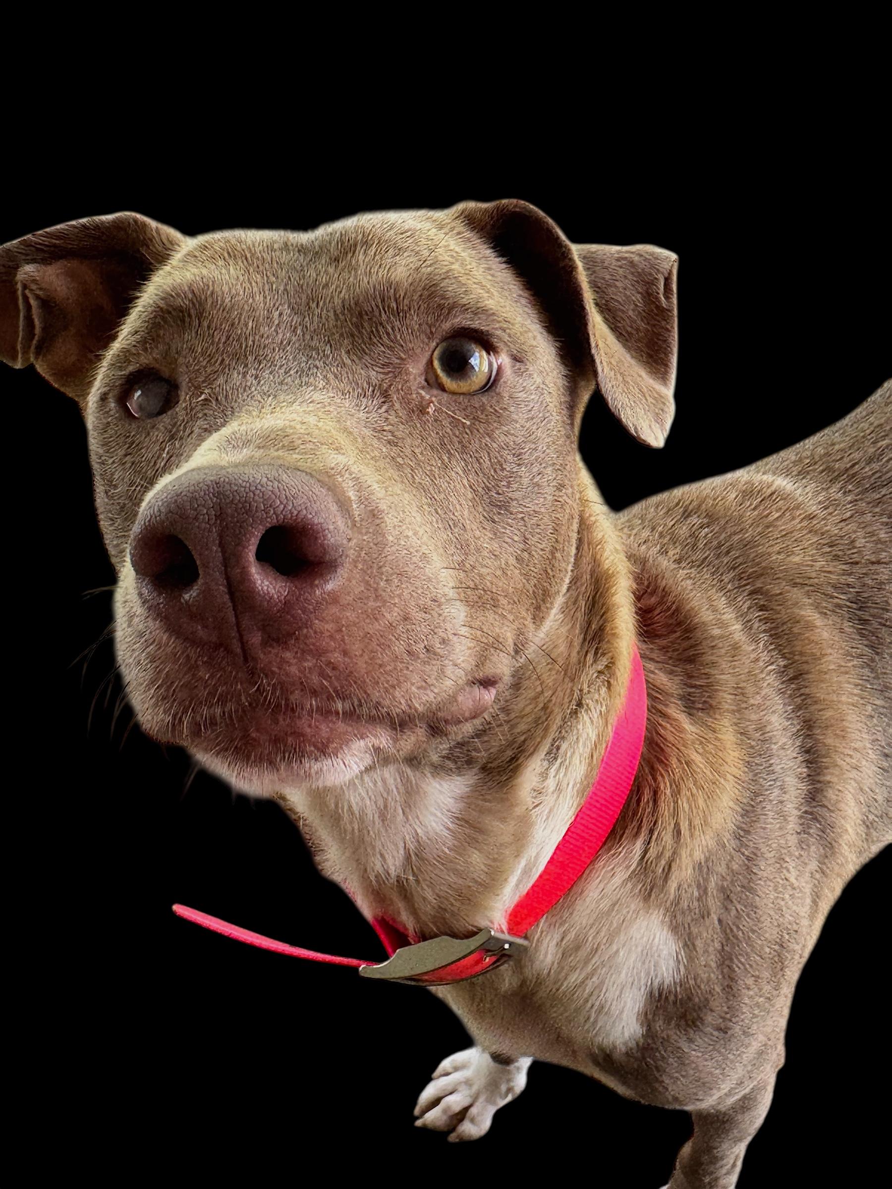 Noma, a Adoptable mixed breed in Troy, AL image 4/6